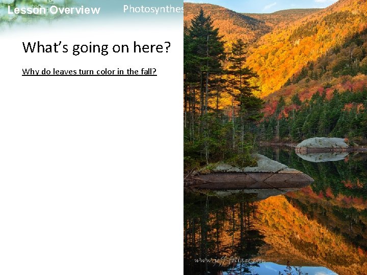 Lesson Overview Photosynthesis: An Overview What’s going on here? Why do leaves turn color