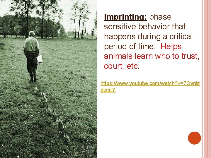 Imprinting: phase sensitive behavior that happens during a critical period of time. Helps animals