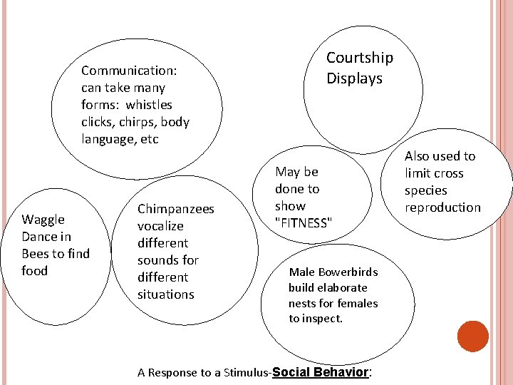 Communication: can take many forms: whistles clicks, chirps, body language, etc Waggle Dance in
