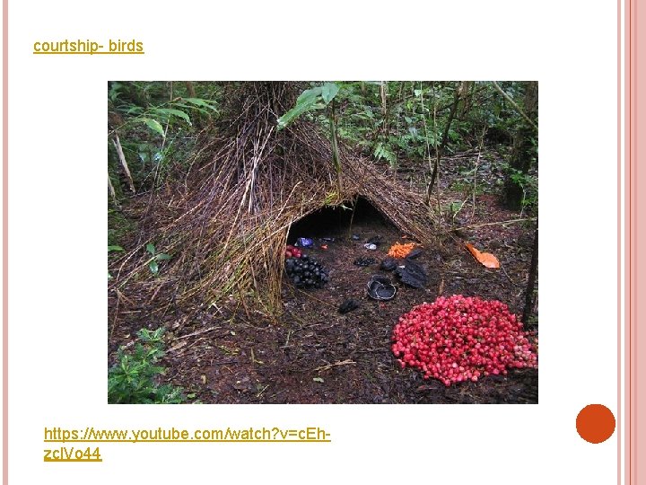 courtship- birds https: //www. youtube. com/watch? v=c. Ehzcl. Vo 44 