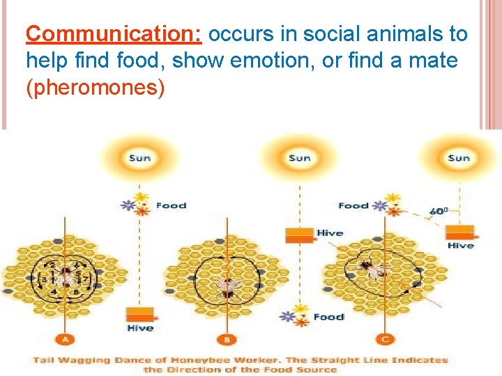 Communication: occurs in social animals to help find food, show emotion, or find a