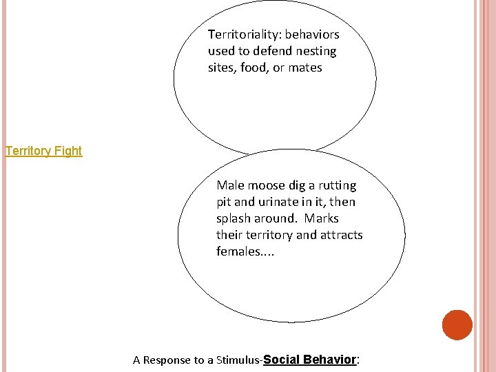 Territoriality: behaviors used to defend nesting sites, food, or mates Territory Fight Male moose