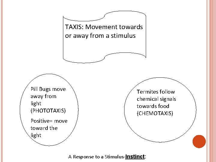TAXIS: Movement towards or away from a stimulus Pill Bugs move away from light