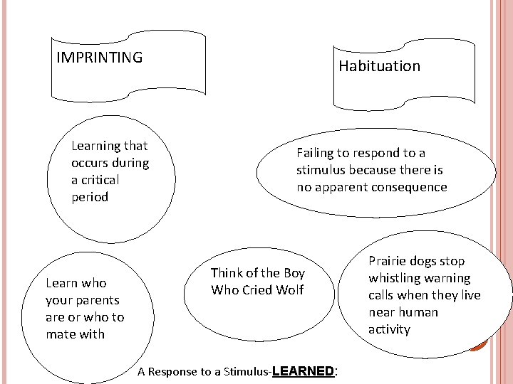 IMPRINTING Learning that occurs during a critical period Learn who your parents are or