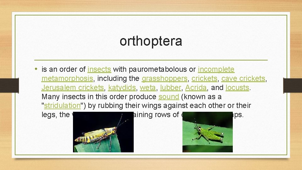 orthoptera • is an order of insects with paurometabolous or incomplete metamorphosis, including the