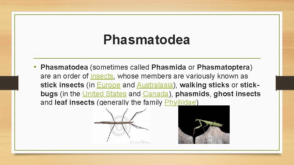 Phasmatodea • Phasmatodea (sometimes called Phasmida or Phasmatoptera) are an order of insects, whose