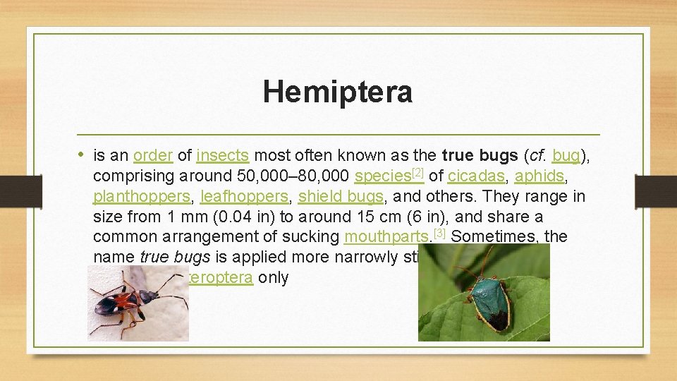 Hemiptera • is an order of insects most often known as the true bugs