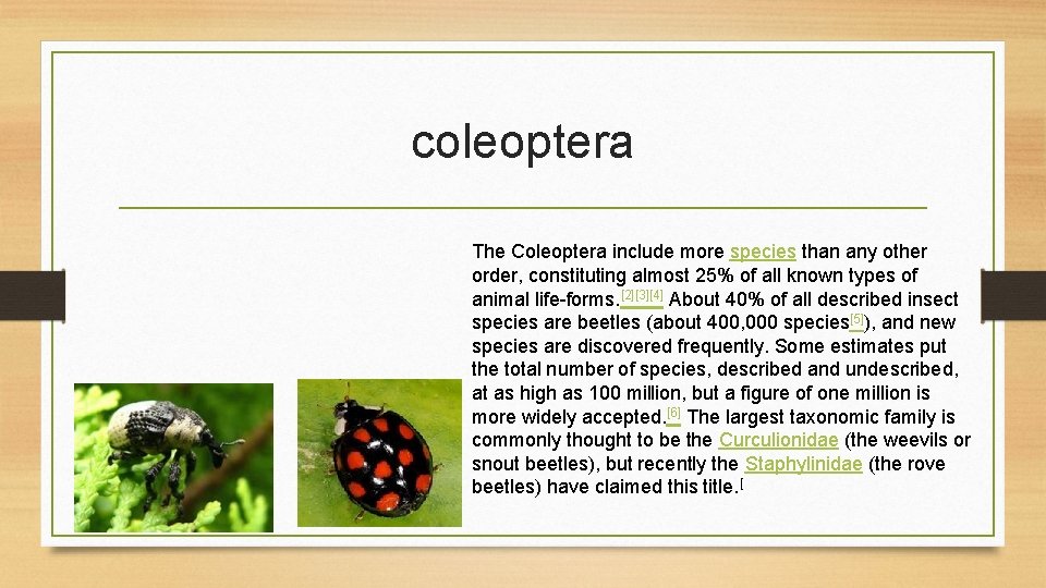 coleoptera The Coleoptera include more species than any other order, constituting almost 25% of