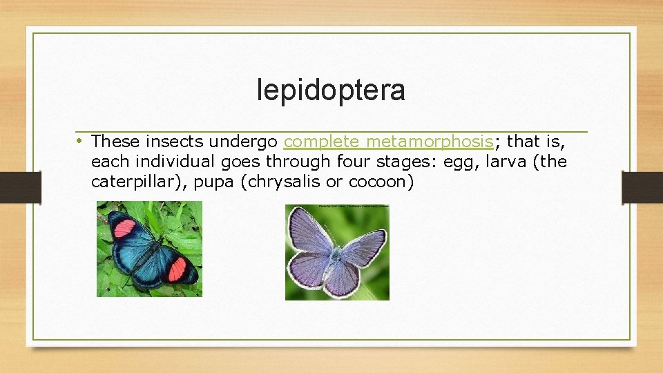 lepidoptera • These insects undergo complete metamorphosis; that is, each individual goes through four