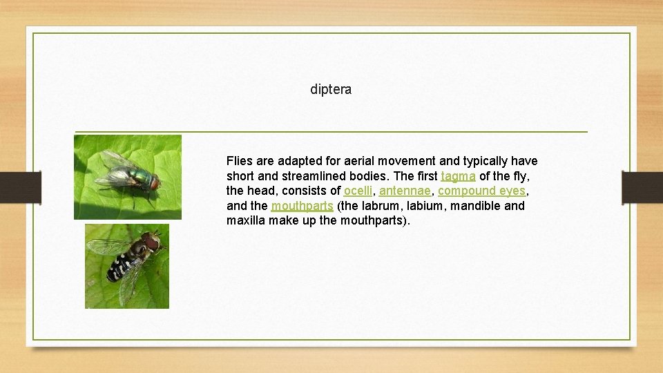diptera Flies are adapted for aerial movement and typically have short and streamlined bodies.