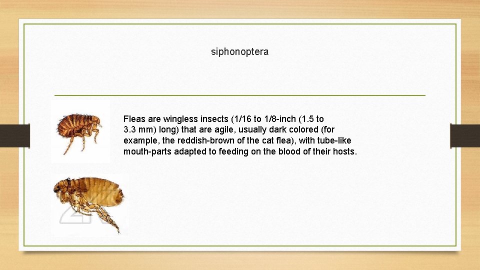 siphonoptera Fleas are wingless insects (1/16 to 1/8 -inch (1. 5 to 3. 3