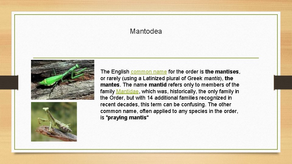 Mantodea The English common name for the order is the mantises, or rarely (using