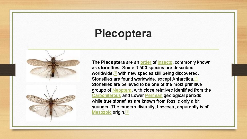 Plecoptera The Plecoptera are an order of insects, commonly known as stoneflies. Some 3,