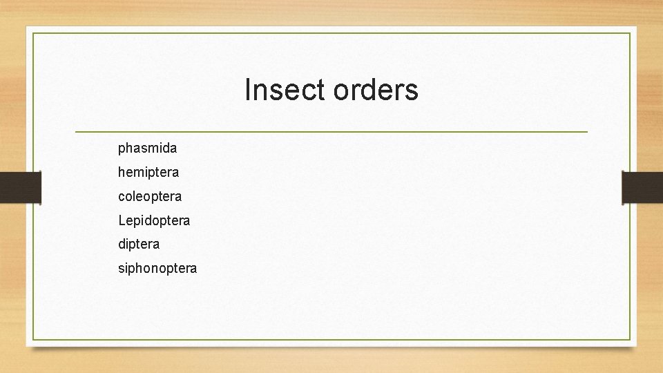Insect orders phasmida hemiptera coleoptera Lepidoptera diptera siphonoptera 