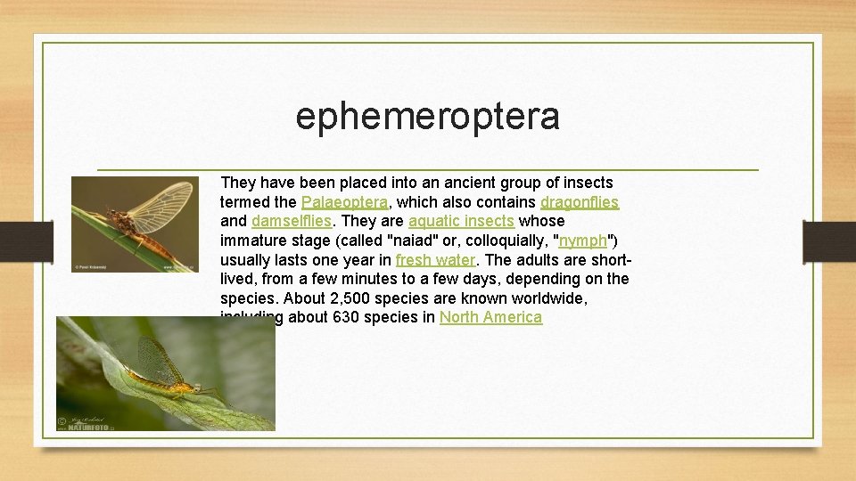 ephemeroptera They have been placed into an ancient group of insects termed the Palaeoptera,