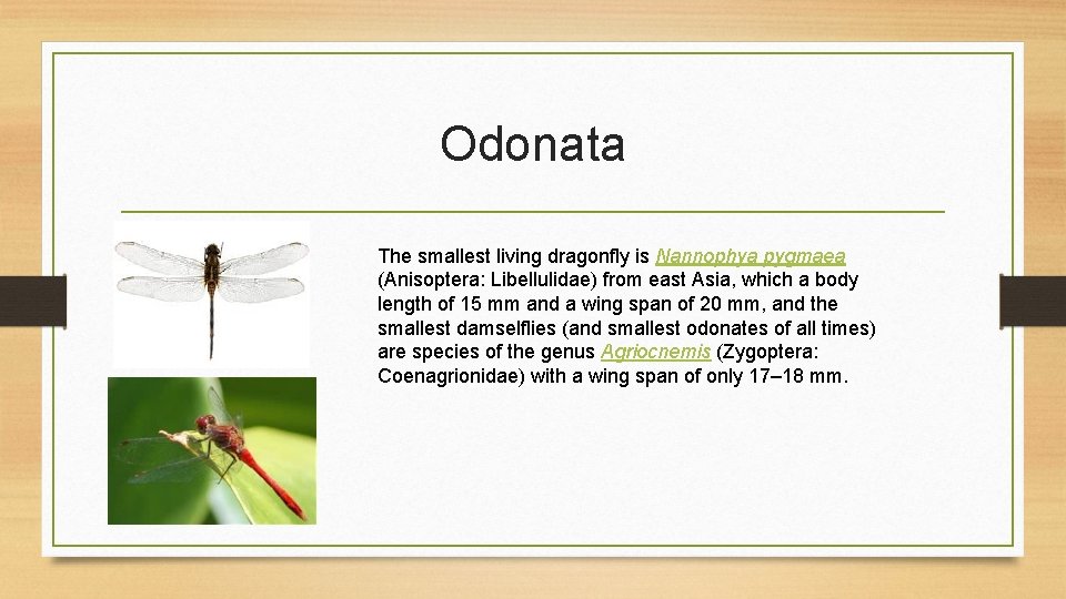 Odonata The smallest living dragonfly is Nannophya pygmaea (Anisoptera: Libellulidae) from east Asia, which