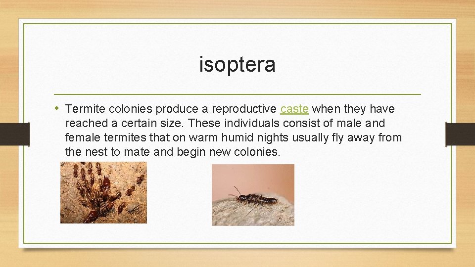 isoptera • Termite colonies produce a reproductive caste when they have reached a certain