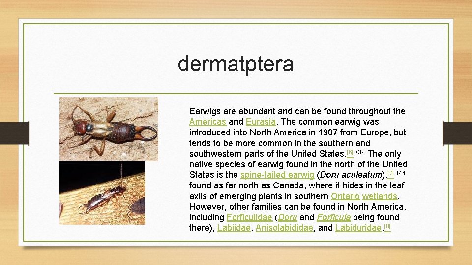 dermatptera Earwigs are abundant and can be found throughout the Americas and Eurasia. The