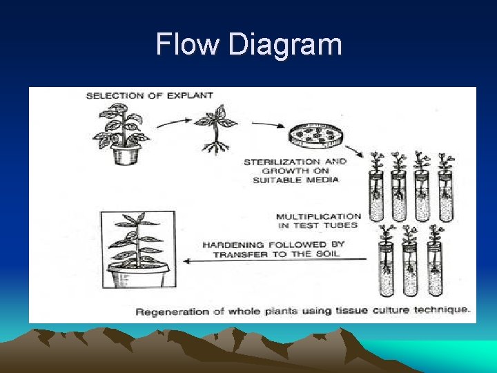 Flow Diagram 