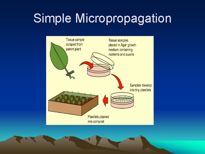 Simple Micropropagation 