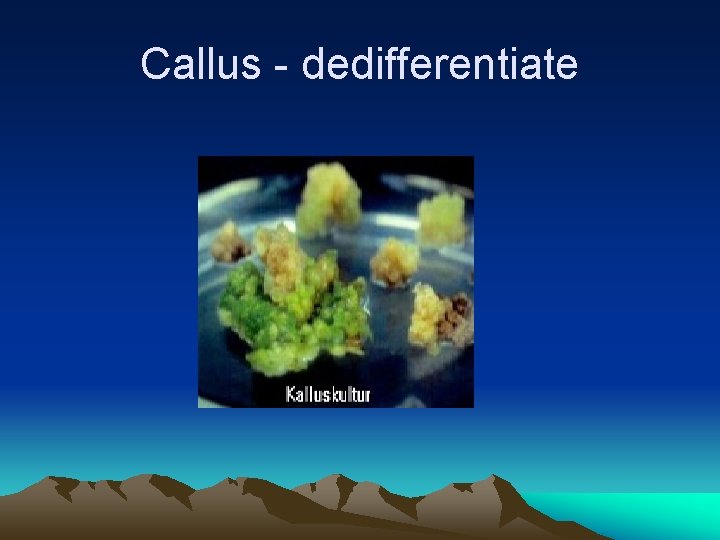 Callus - dedifferentiate 