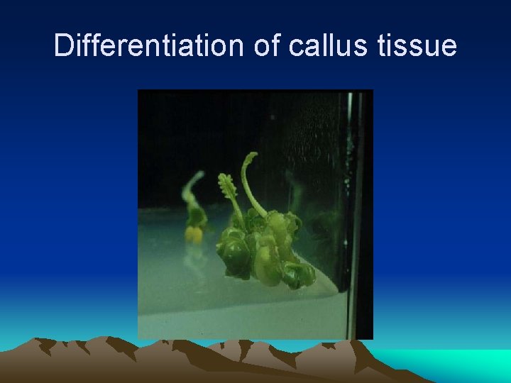 Differentiation of callus tissue 