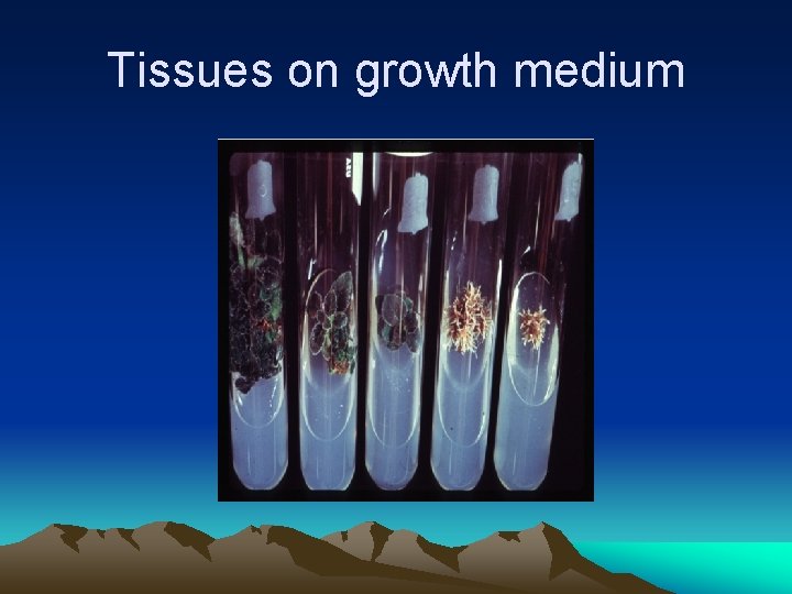 Tissues on growth medium 