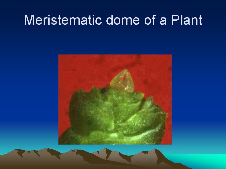 Meristematic dome of a Plant 