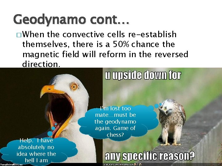 Geodynamo cont… � When the convective cells re-establish themselves, there is a 50% chance