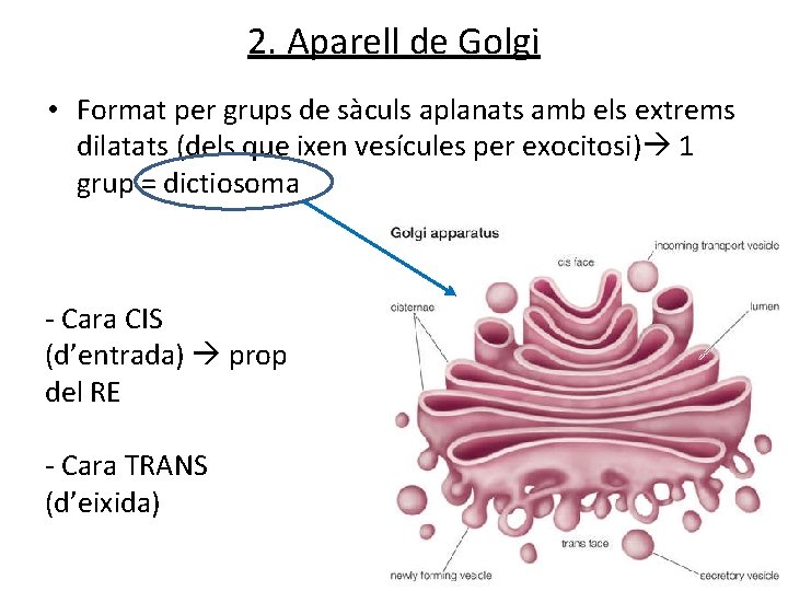 2. Aparell de Golgi • Format per grups de sàculs aplanats amb els extrems