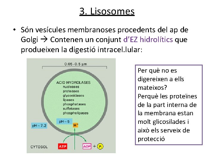 3. Lisosomes • Són vesícules membranoses procedents del ap de Golgi Contenen un conjunt