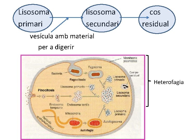 Lisosoma primari lisosoma secundari cos residual vesícula amb material per a digerir Heterofagia 