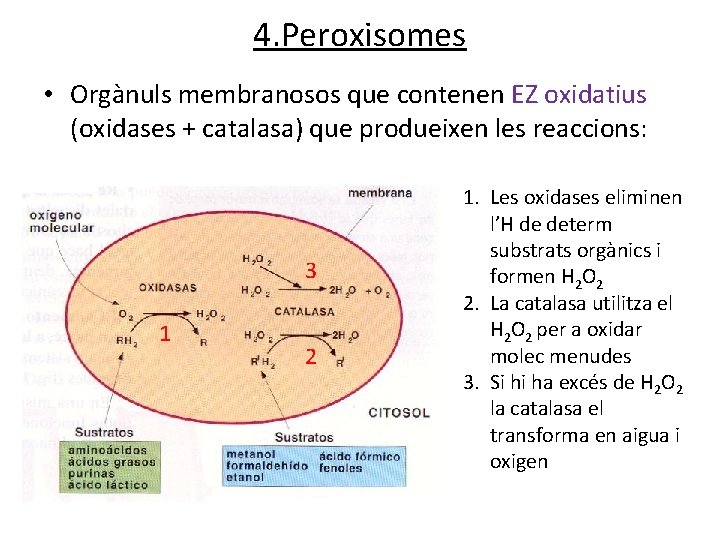 4. Peroxisomes • Orgànuls membranosos que contenen EZ oxidatius (oxidases + catalasa) que produeixen