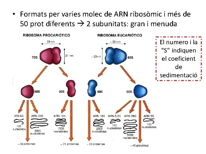  • Formats per varies molec de ARN ribosòmic i més de 50 prot