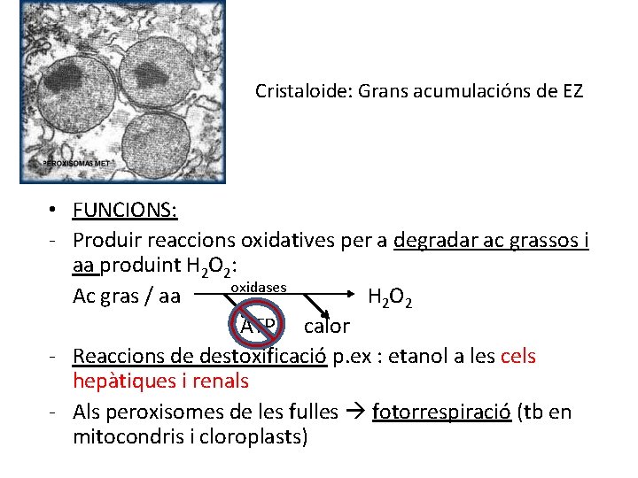 Cristaloide: Grans acumulacións de EZ • FUNCIONS: ‐ Produir reaccions oxidatives per a degradar