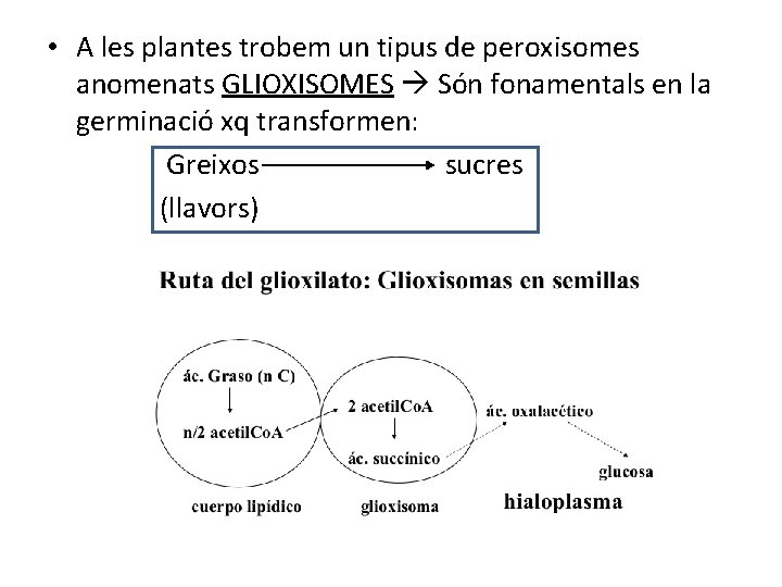  • A les plantes trobem un tipus de peroxisomes anomenats GLIOXISOMES Són fonamentals