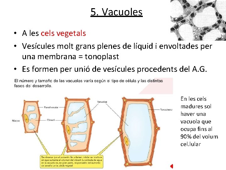 5. Vacuoles • A les cels vegetals • Vesícules molt grans plenes de líquid