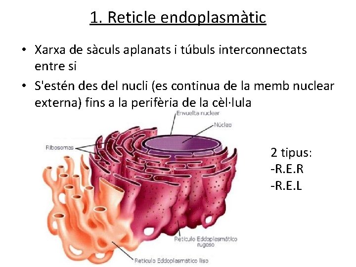 1. Reticle endoplasmàtic • Xarxa de sàculs aplanats i túbuls interconnectats entre si •