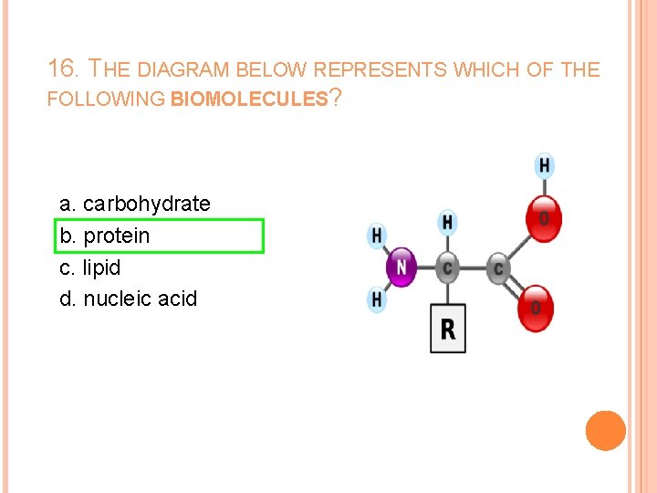 16. THE DIAGRAM BELOW REPRESENTS WHICH OF THE FOLLOWING BIOMOLECULES? a. carbohydrate b. protein