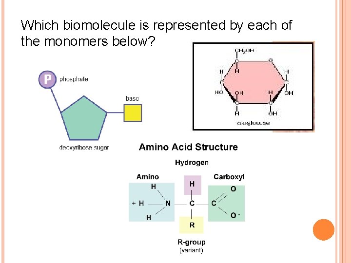Which biomolecule is represented by each of the monomers below? 