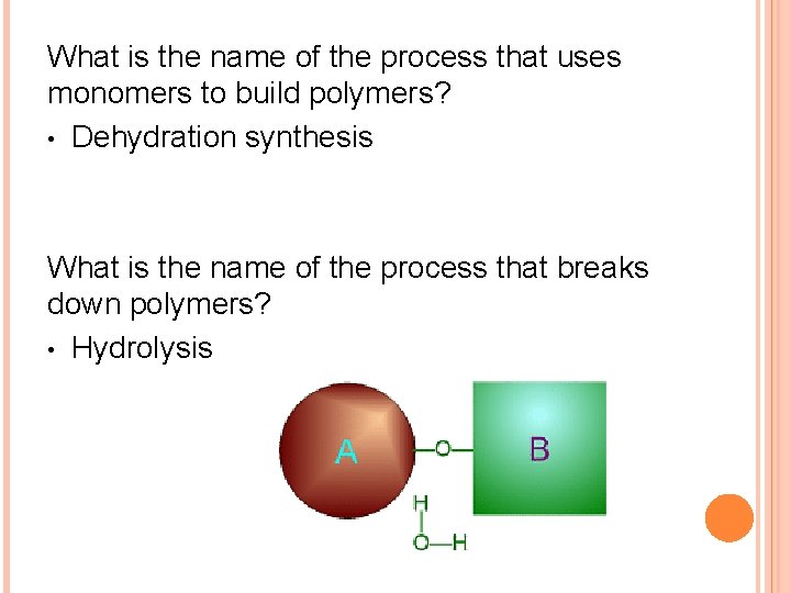 What is the name of the process that uses monomers to build polymers? •