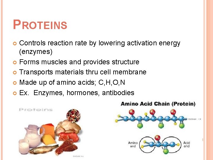 PROTEINS Controls reaction rate by lowering activation energy (enzymes) Forms muscles and provides structure