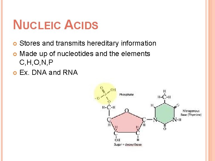 NUCLEIC ACIDS Stores and transmits hereditary information Made up of nucleotides and the elements
