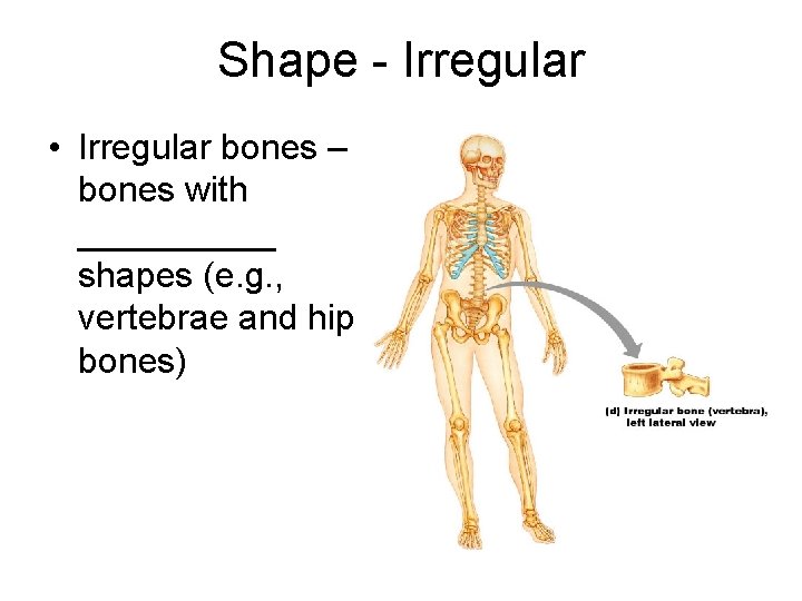 Shape - Irregular • Irregular bones – bones with _____ shapes (e. g. ,
