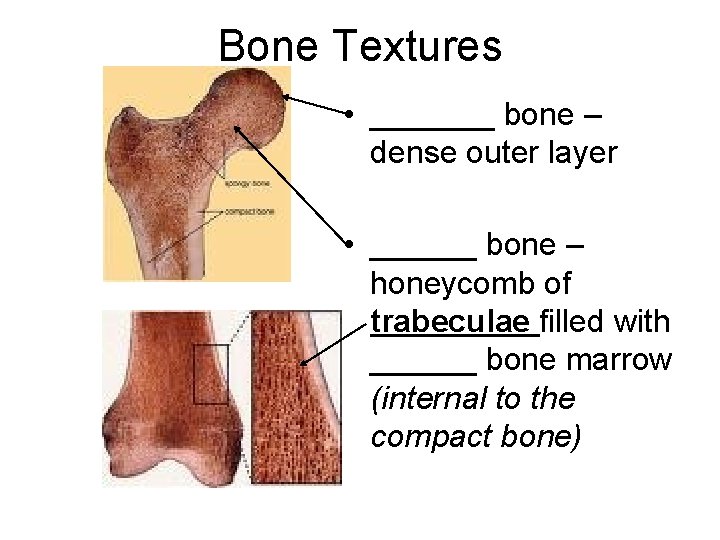 Bone Textures • _______ bone – dense outer layer • ______ bone – honeycomb