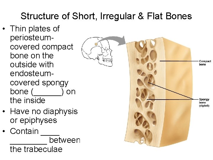 Structure of Short, Irregular & Flat Bones • Thin plates of periosteumcovered compact bone