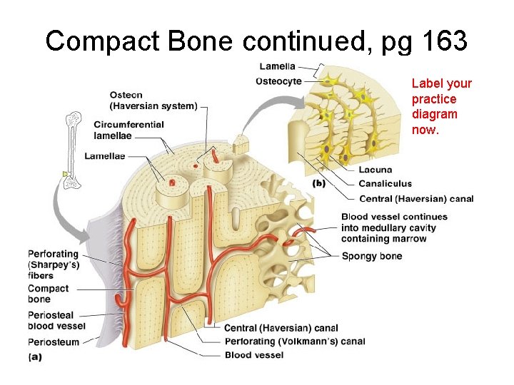 Compact Bone continued, pg 163 Label your practice diagram now. 