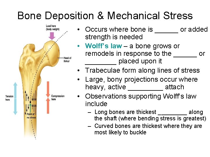 Bone Deposition & Mechanical Stress • Occurs where bone is ______ or added strength