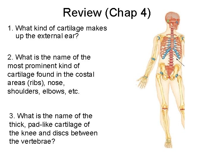 Review (Chap 4) 1. What kind of cartilage makes up the external ear? 2.