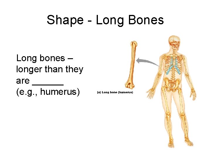 Shape - Long Bones Long bones – longer than they are ______ (e. g.